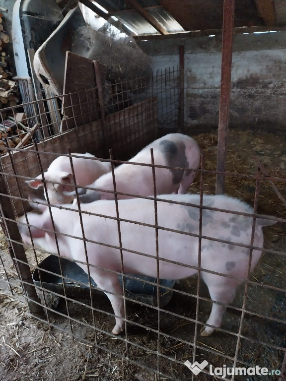 De vânzare la Hulubești de Giurgiu