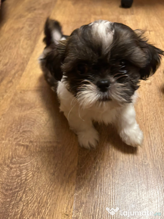 Caini Shih Tzu de vanzare