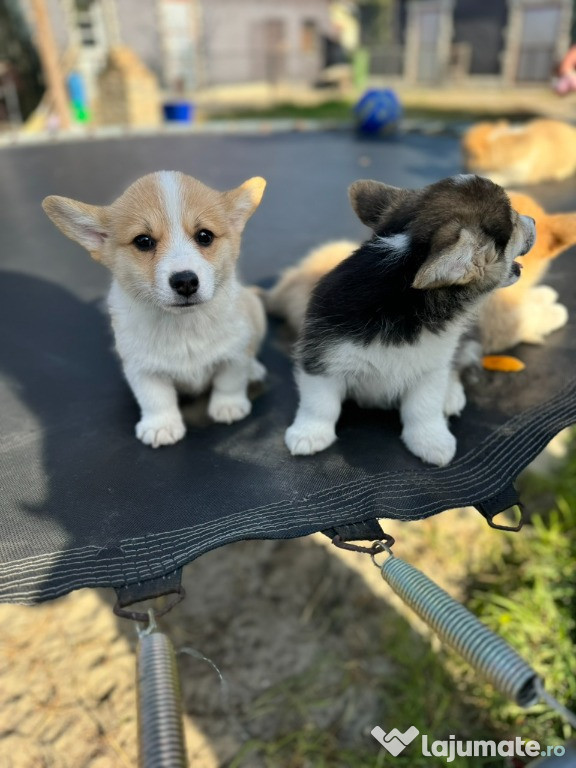 Cățeii Welsh Corgi Pembroke