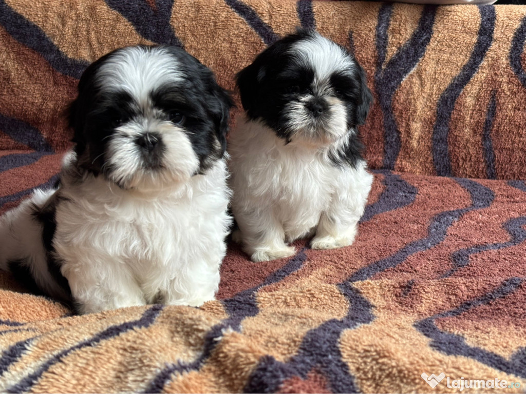 Shih Tzu cu pedigree tip A FCI