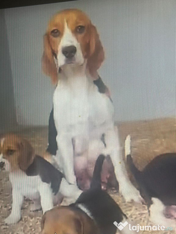 Beagle Tricolor cu pedigree