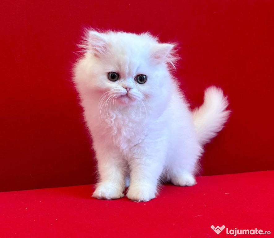 Pisoiaș alb, de elita, Scottish Straight Longhair - cu Pedigree