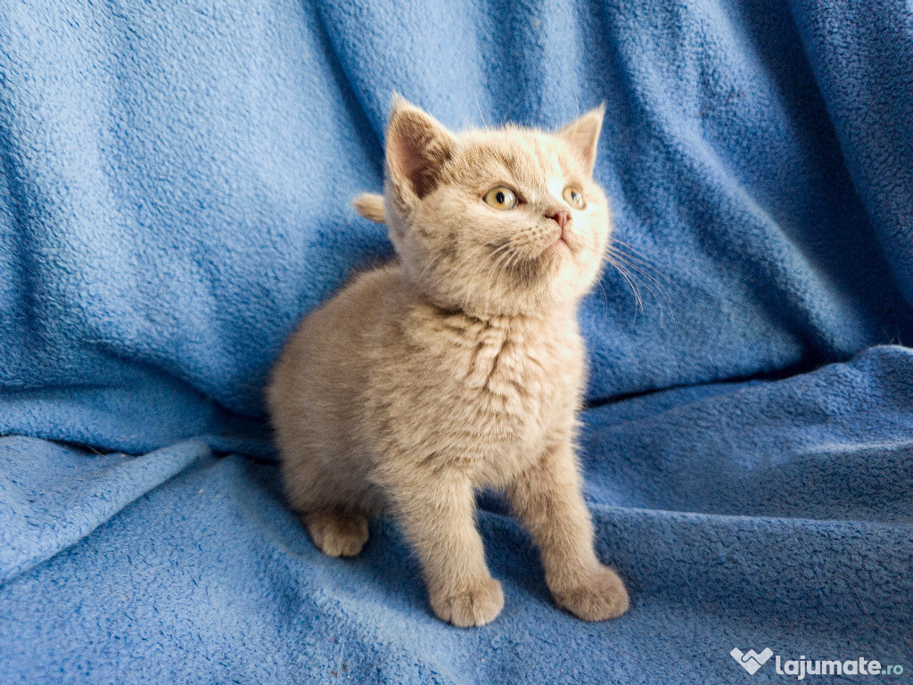 Pui British Shorthair Lila