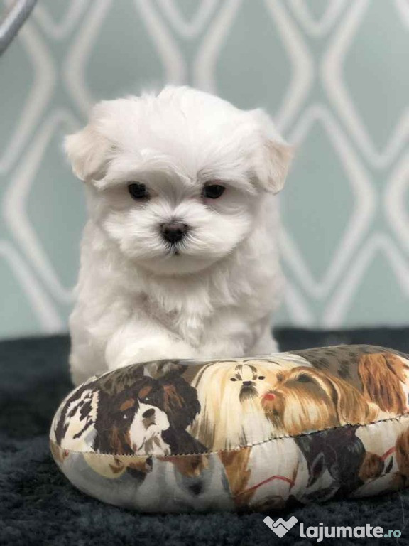 Bichon Maltez mini toy 1-6 luni de vanzare