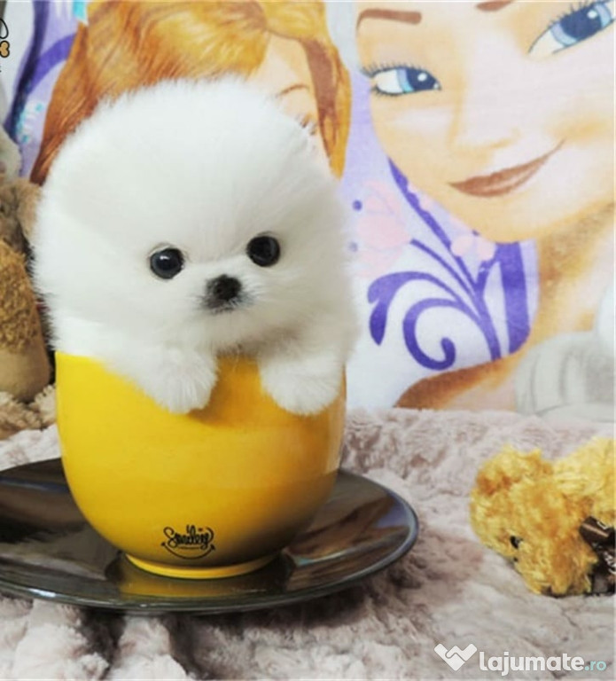 Pomeranian Mini Boo talie puppy de buzunar