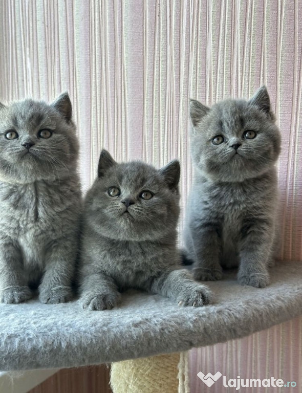 British shorthair motănei și pisicuțe