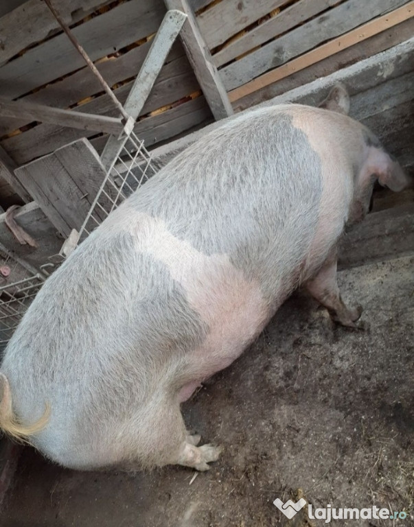 Porci de vanzare