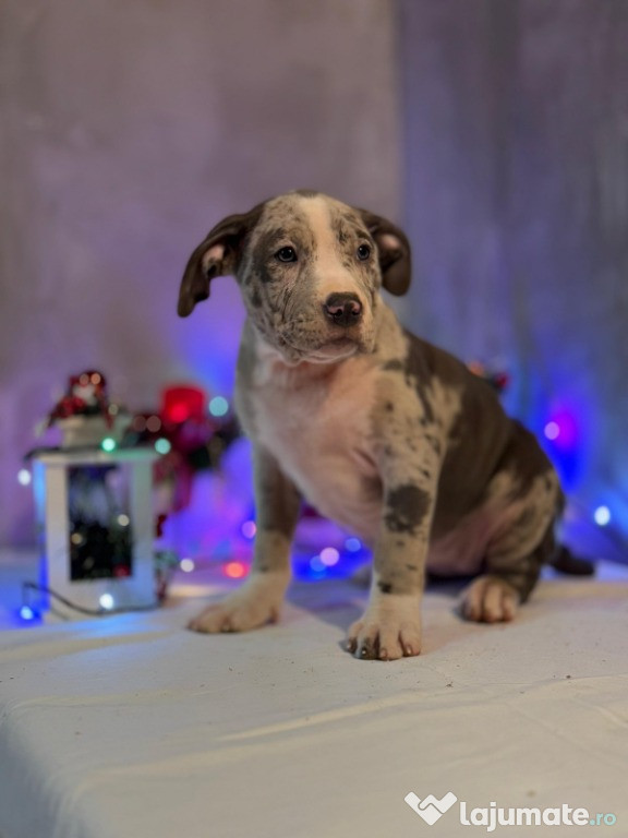 Căței American Bully