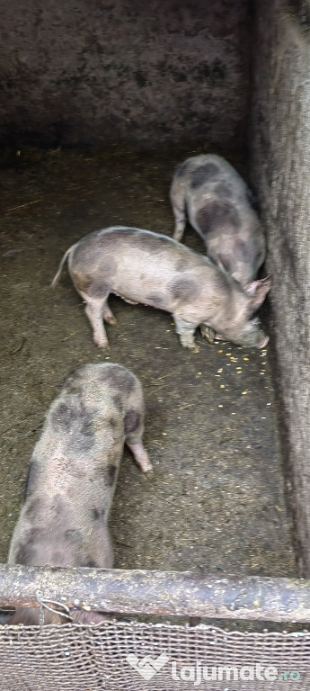 Porci de vanzare