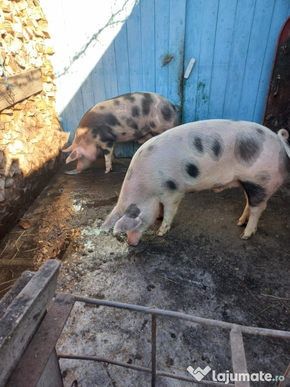 Porc de carne spre vanzare