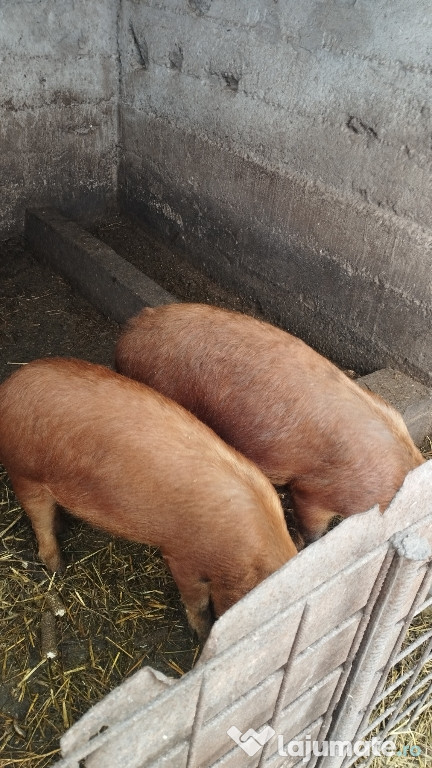 Porci Metis Duroc de 6 luni castrati si deparazitati