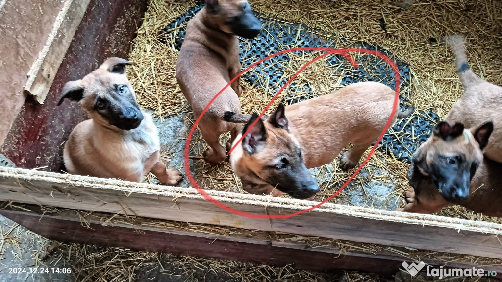 Ciobanesc Malinois Belgian