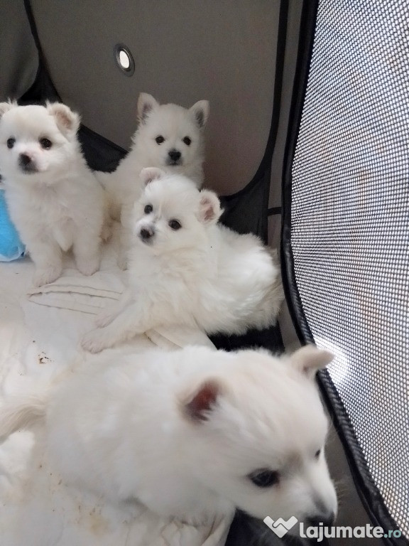 Cățeluși pomeranian pentru adopție vârsta 2 luni