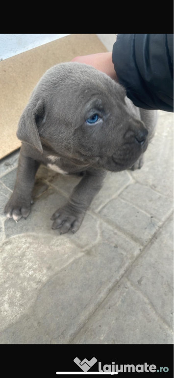 Vând Câine Cane Corso