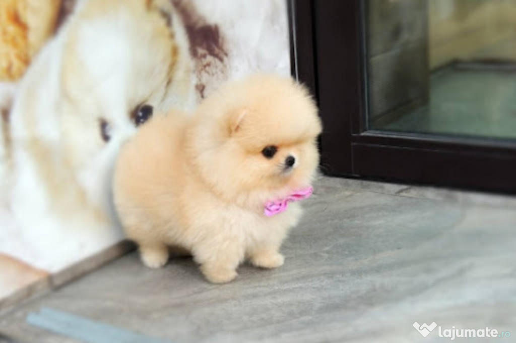 Pomeranian mini boo