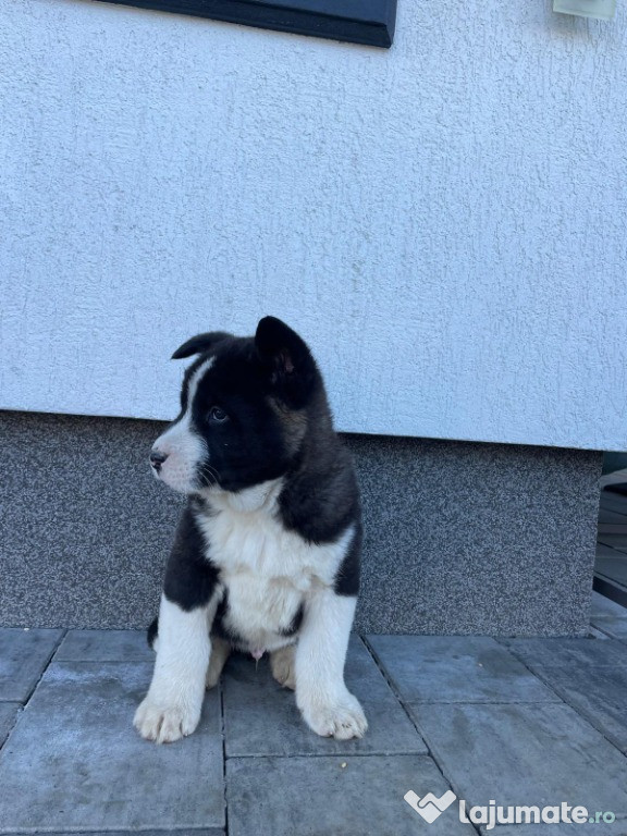 Pui de Akita American