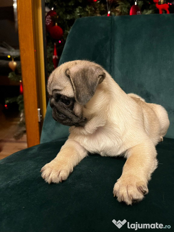 Pug cu pedigree FCI