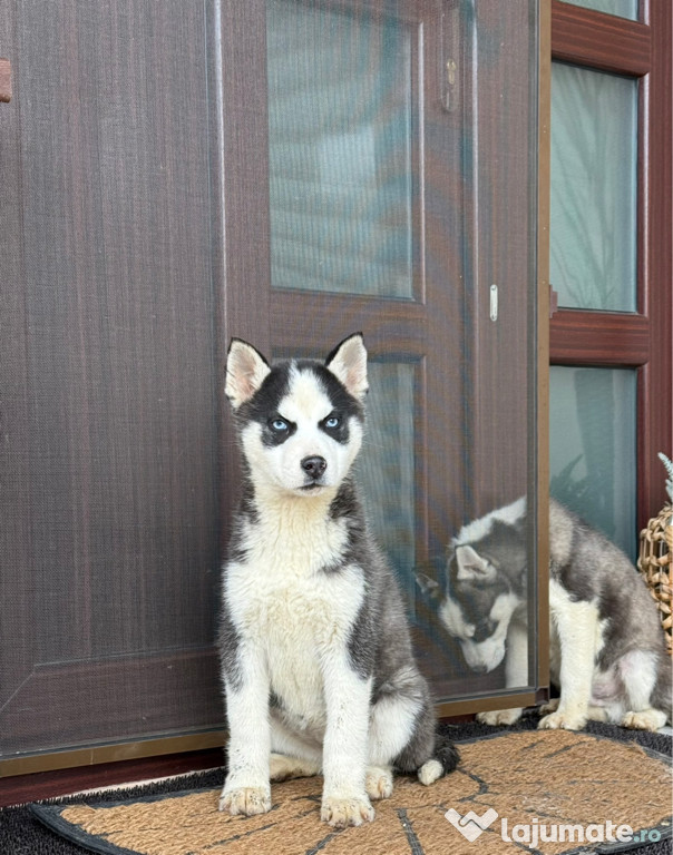 Pui Husky Siberian