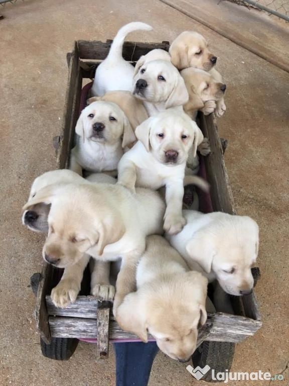 Labrador băieței și fetițe