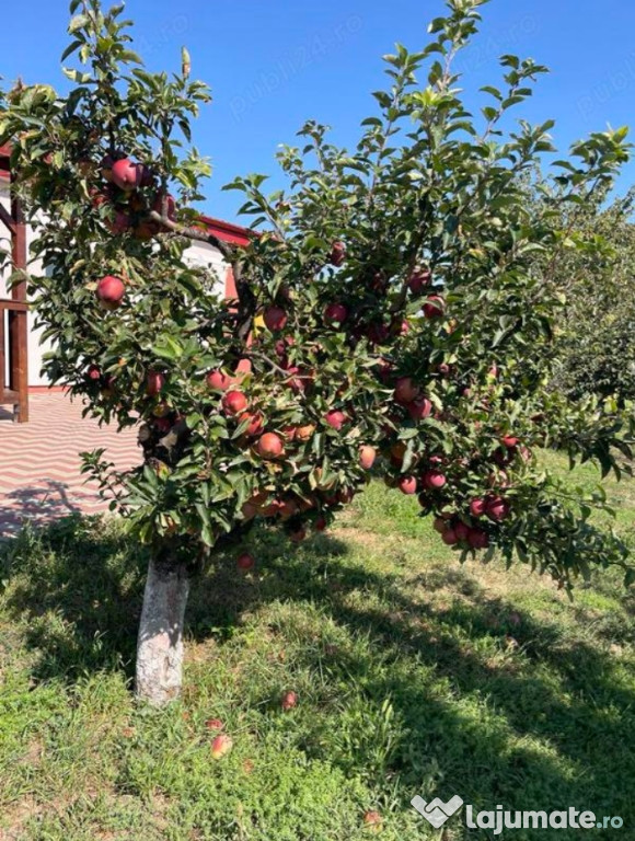 Toaletare pomi fructiferi și arbuști