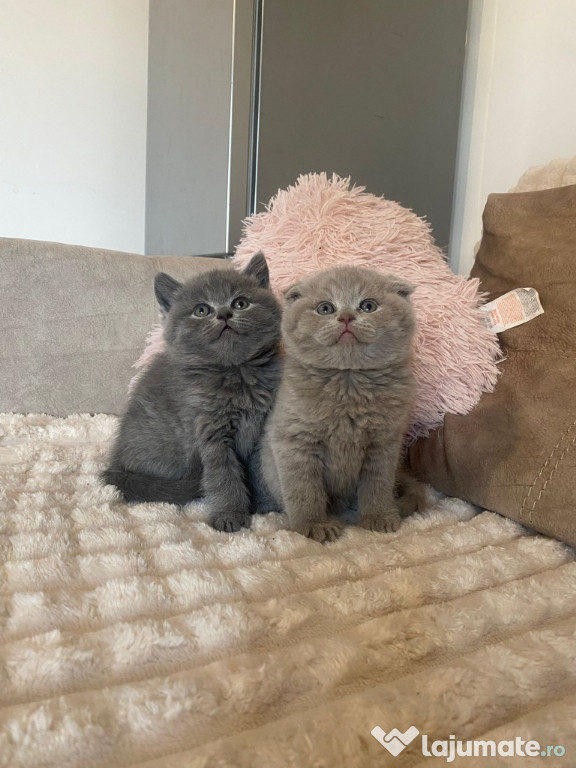 British shorthair motănei și pisicuțe