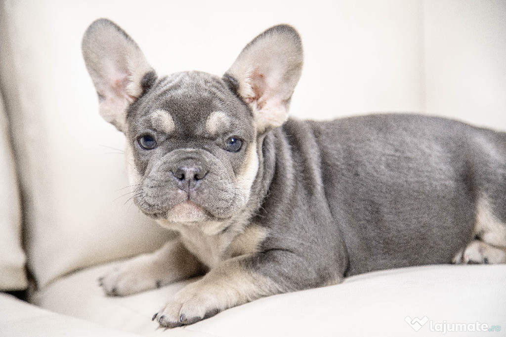 Bulldog Francez - blue cu ochii albastri - Transport in tara