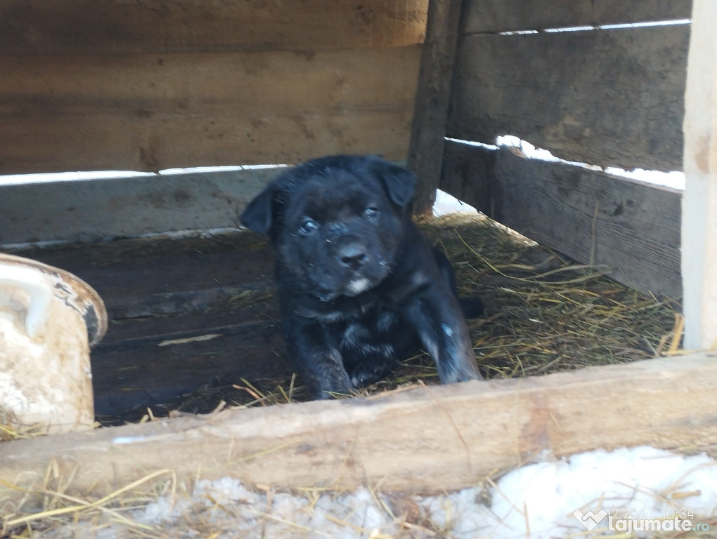 Căței cane corso