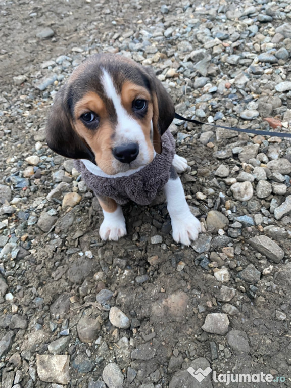 Beagle tricolor de 7 săptămâni