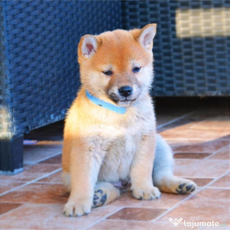 Shiba Inu de vanzare