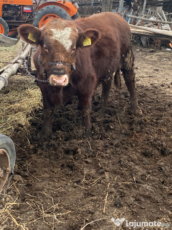 Vând vițel 350 kg