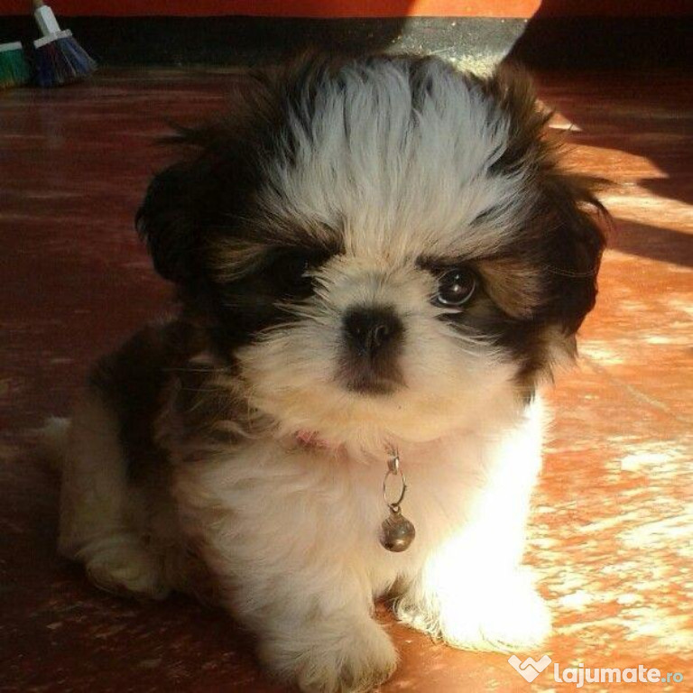 Shih-tzu talie mica