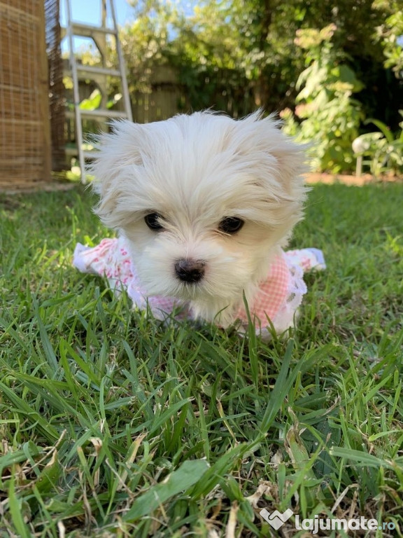 Bichon maltez mini toy