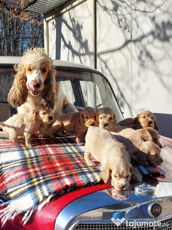 Pui Cocker Spaniel baieti si fete 2 luni -Culoare Aurie -F Frumosi