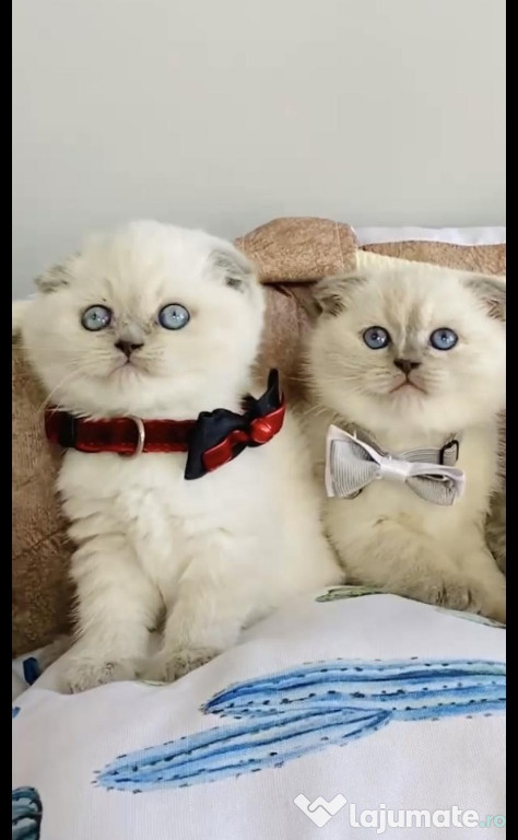 Scottish fold băieței și fetițe