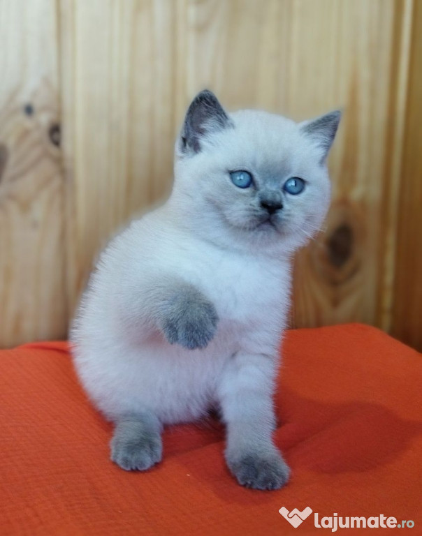 British shorthair băieței și fetițe