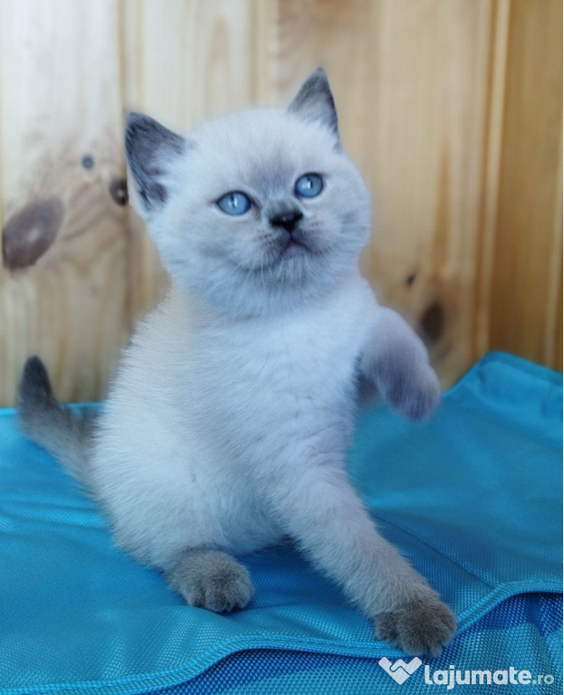 British shorthair băieței și fetițe