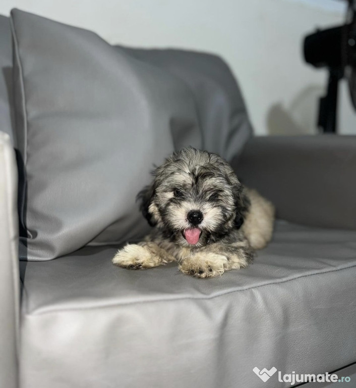 Bichon Havanez/Havanese