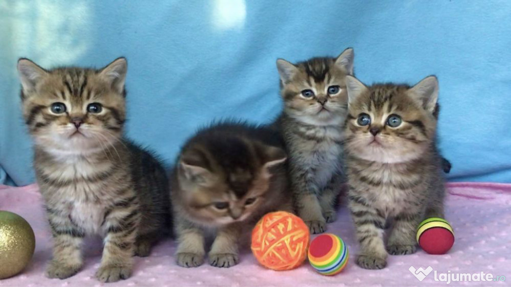 British shorthair motănei și pisicuțe superbi