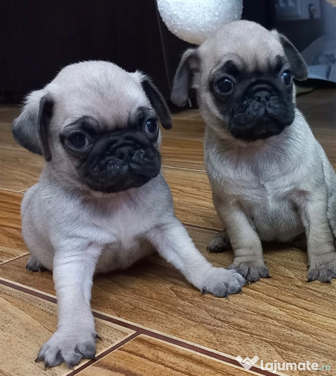 Pui mops (pug) de calitate