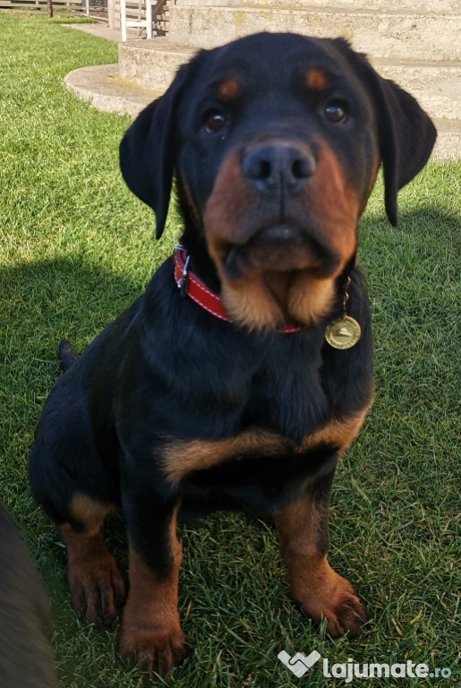 Pui Rottweiler talie mare