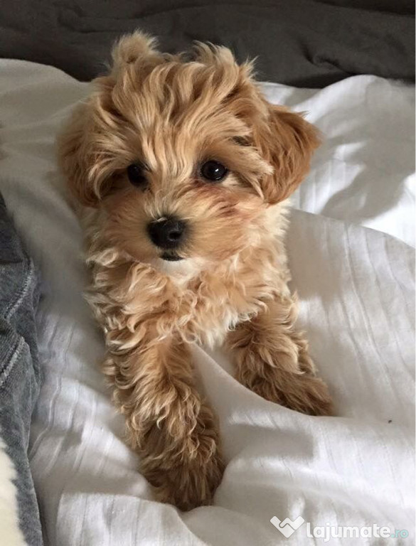 Maltipoo puiuți superbi