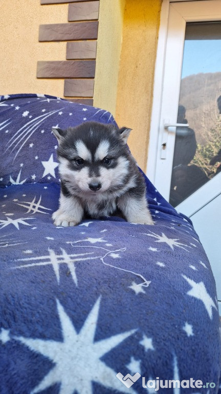 Husky siberian pui