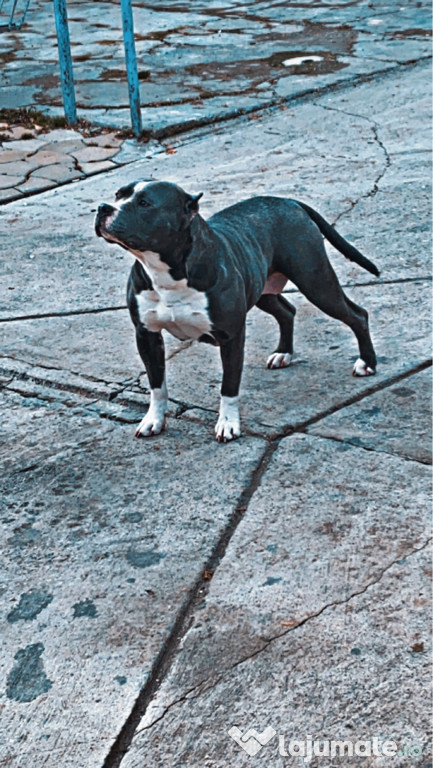 American bully schimb sau vând