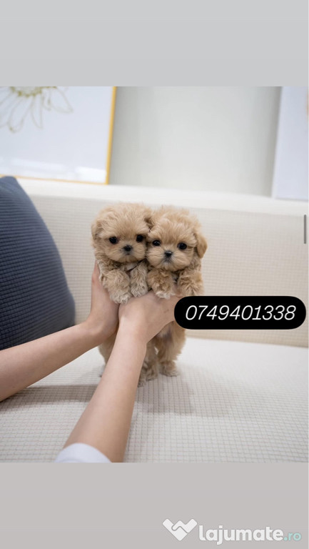 Maltipoo mini toy ! Exemplare de top ! Dimensiuni mici !