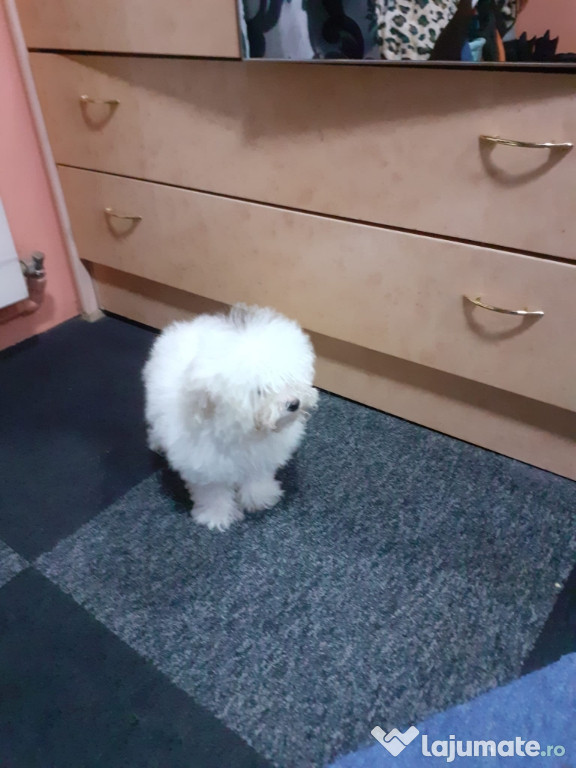 Pui de Bichon Maltez