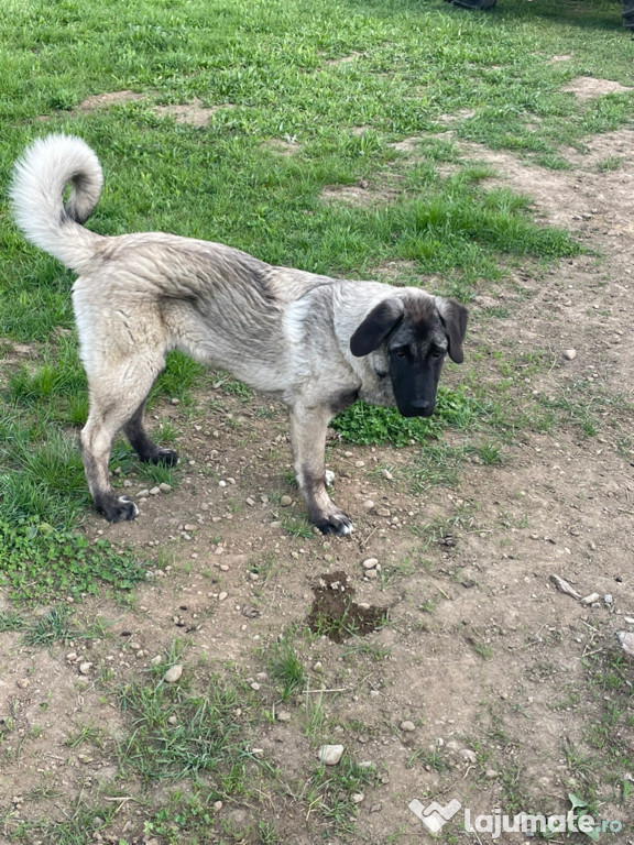 Câine Kangal de 1 an !