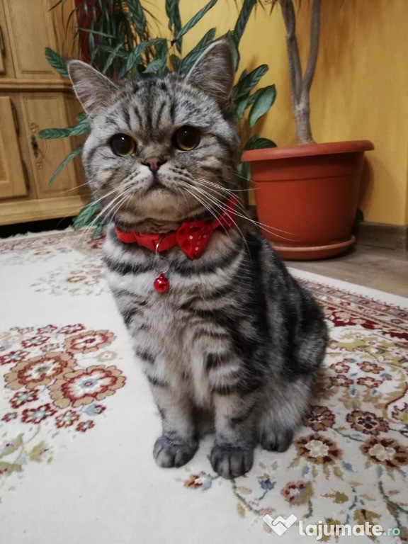 Pisica cu pedirgee Shorthair Tabby gratis