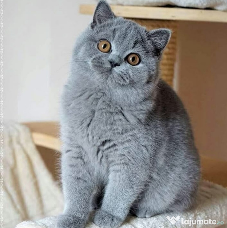 British Shorthair