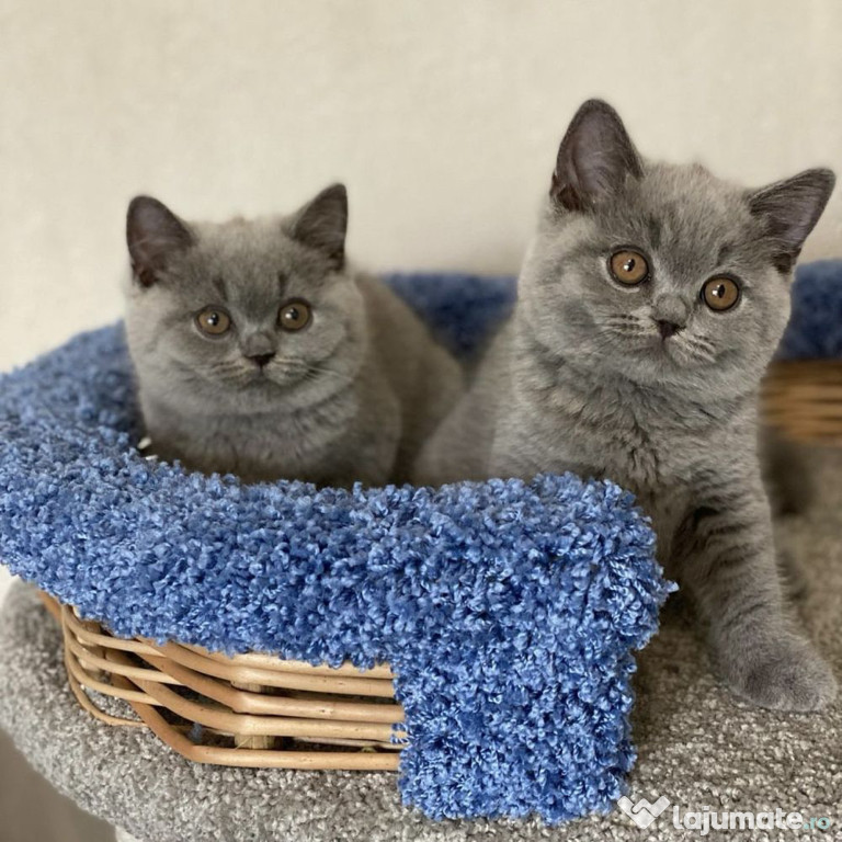 British shorthair puiuți superbi