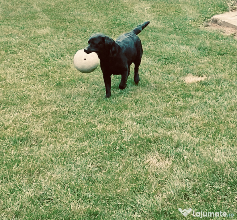 Femela labrador cu certificat pedigree